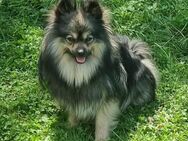 Süße Pomeranian Zwerg / Kleinspitz Jungs in Tollen Farben suchen Ihre Familien - Diemelstadt
