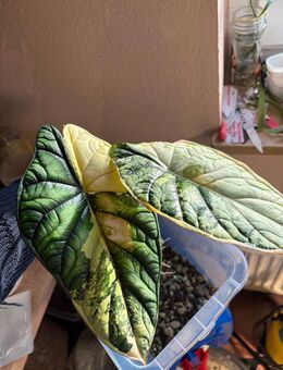 Alocasia Dragon Scale Variegata + Gratis Bonus - Bremen