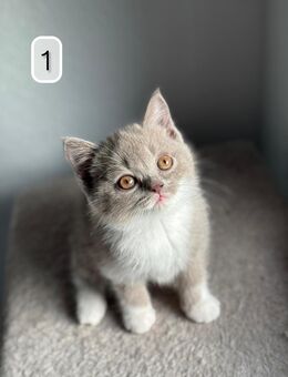 BKH Kitten lilac-white - Werl Zentrum