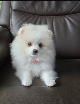 Süßer Pomeranian Welpe - Bremen