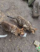 Bengal Kitten (jung) in 63452