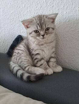 Süsse Bkh kitten - Gelsenkirchen Schalke-Nord