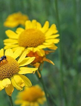 Samen FÄRBERKAMILLE (Anthemis tinctoria) heimische Wild-Staude - Stuttgart