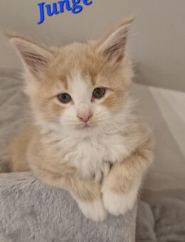 Maine Coon Kitten kleine Flauschkugeln - Westerkappeln