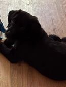 Golden Retriever/Schäferhund-Schnauzer Mix Welpen abzugeben in 47198