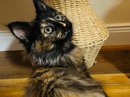 Maine coon kitten Mädchen - Gelsenkirchen
