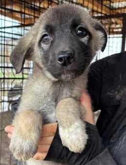 MANEA ~ in schöner grauer Fellfarbe - Duisburg