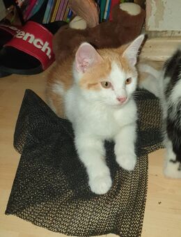 Maincoon Mix kitten in gute Hände zu verkaufen - Schweinfurt