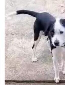 Vermittlungshilfe für Bruno - Oberhausen