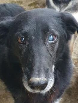 TRIXIE-menschen bezogene,hübsche Hündin - Rösrath