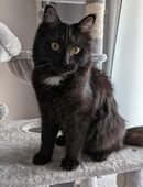 Maine-Coon-Katze, 6 Monate in 59077