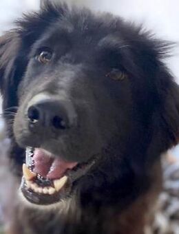 Niculina, eine sportliche & agile Hündin - Dittelbrunn