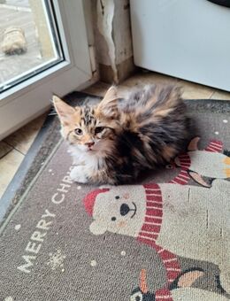 Traumhafte Maine coon Mix Kitten suchen dich - Teuchern Deuben