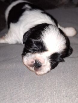 Shih Tzu Welpen in liebevolle Hände abzugeben - Erkelenz