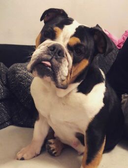 Kuschelmaus sucht .. - Bernau (Berlin)