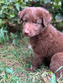 Australian Shepherd - Welpe mit ASCA-Papieren - Nordhorn
