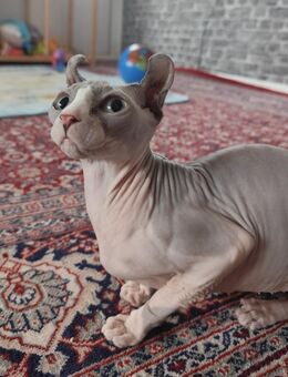 Sphynx Katze - Kassel Wolfsanger-Hasenhecke