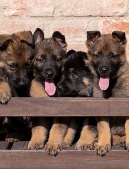 Deutscher Schäferhund Welpen Topverpaarung DDR gerader Rücken Papiere Leistungslinie - Essenbach