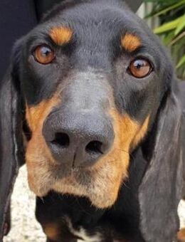 Jacko -freundlich und lebhaft- - Oldenburg