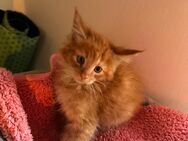 Maine coon XXL - Essen