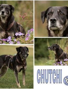 CHUTCHI -liebe, sanfte Hündin- - Duisburg