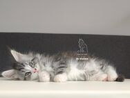 Wunderschönes Maine Coon Kitten mit Stammbaum - Laupheim