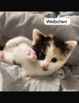 Süße Main-Coon-Britisch Langhaar Mischlinge kitten - Berlin
