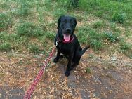 Labrador-Weibchen - Mannheim