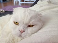 Reinrassiger Kater zu verkaufen - Chemnitz