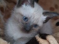 Siam Kitten - Gaggenau Zentrum