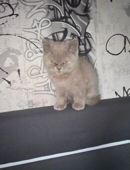 BKH Kitten Buben Grey Reinrassig - Cappeln (Oldenburg)
