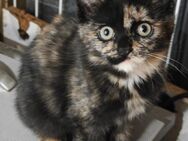 Maine coon mix mit sibirische Waldkatze, kitten Katze und Kater - Hamm