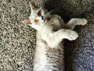Reinrassige BKH kitten 6 Monate weiblich Farbe Lilac - Magdeburg