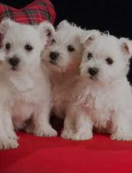 Wunderschöne reinrassige Westie Welpe, West Highland White Terrier Welpen Welpen - Aachen