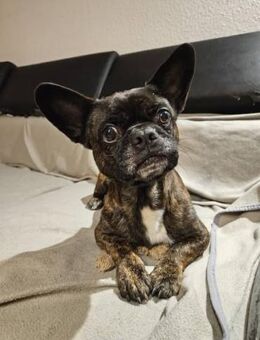 ❤️Batman...sucht sein Glück...🍀 - Eutingen (Gäu)