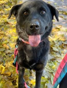 Hübsche Holly sucht ein Zuhause! ♥ - Ebstorf (Klosterflecken)