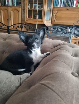 Chihuahua mix rüde - Weilerswist