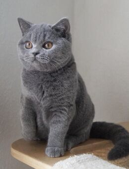 2 Britisch Kurzhaar , weiblich - Limburgerhof