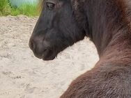 Ponyreiten für die kleinen in den Sommerferien - Moormerland