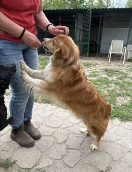 Ralph wünscht sich sehnsüchtig ein Heim - Schnarup-Thumby