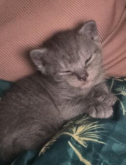 Wunderschöne BKH-Mix & Türkisch Angora Kitten in liebevolle Hände abzugeben - Bonn Endenich