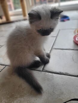 BLH KATER-Kitten - Magdeburg