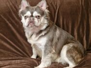 Französische Bulldogge Deckrüde - Espelkamp Altgemeinde