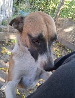 Barney - freundlicher Familienhund - Schlitz