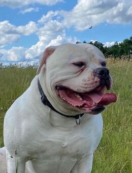 American Bulldogg Rüde 6 Jahre - Sankt Wendel
