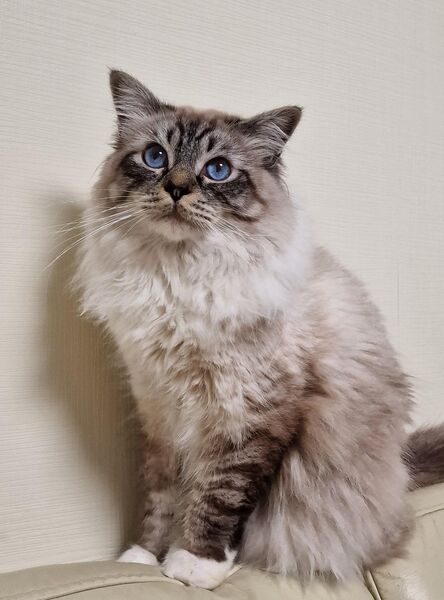 Wunderschöner reinrassiger Heilige Birma Deckkater - Beckum