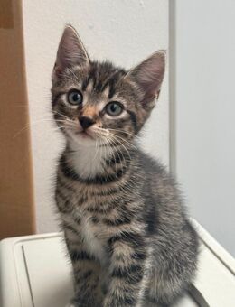 Babykatze - Gelsenkirchen Buer