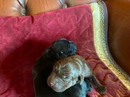 Labrador Retriever Welpen Schoko und schwarz reinrassig - Grabenstätt