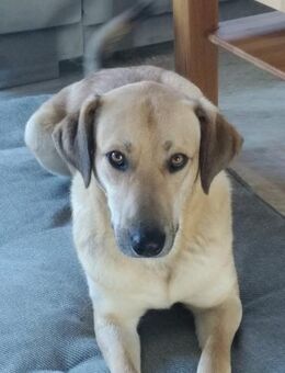 Johnny sucht seine Familie - Berlin