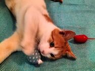 kleines Katerle Leo sucht Zuhause - Augsburg